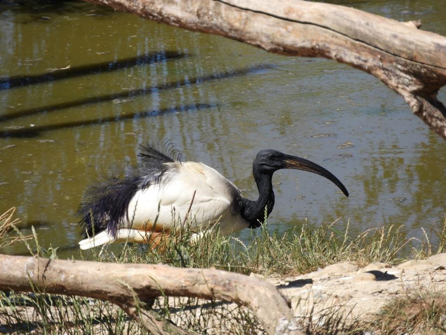Ibis sacré