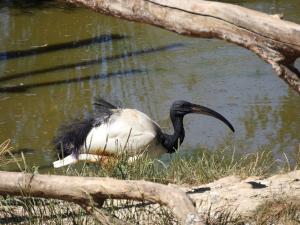 Ibis sacré