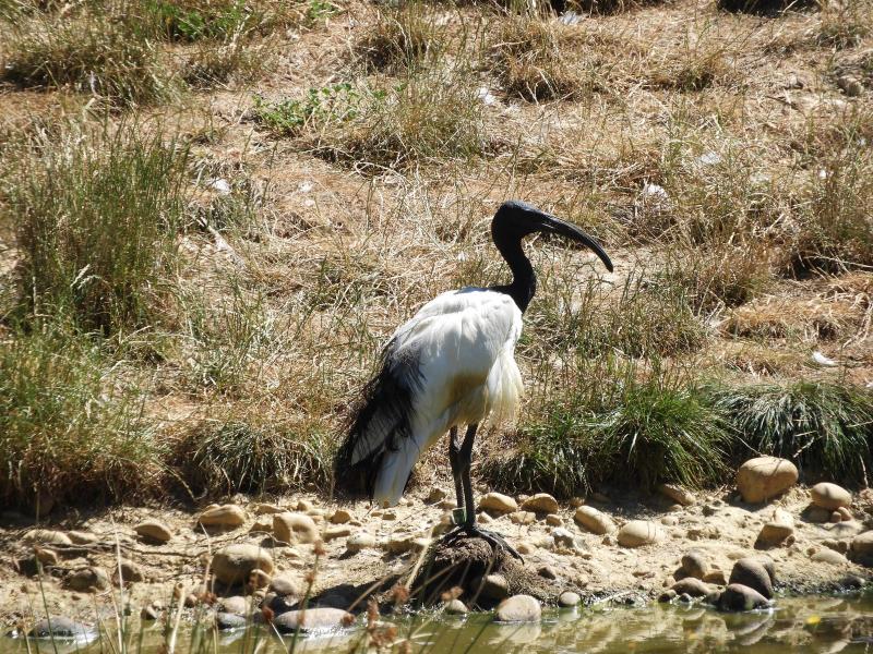 Ibis sacré