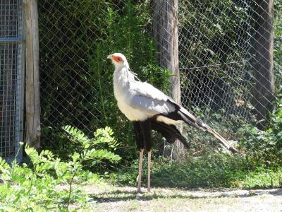 Messager sagittaire - 2020