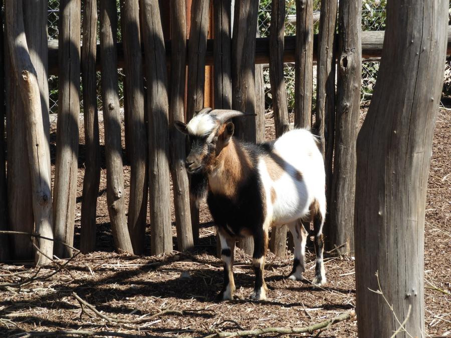 Ferme africaine