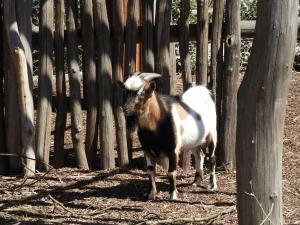 Ferme africaine