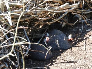 Ferme africaine