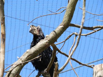 Calao à joues argent - 2020
