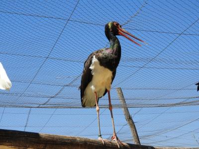 Cigogne d'Abdim - 2020