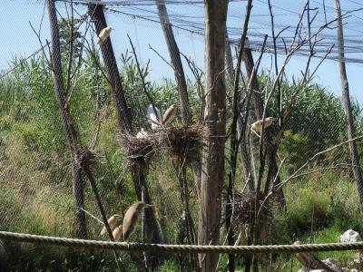 Crabier chevelu - 2020