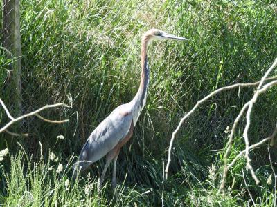 Héron goliath - 2020