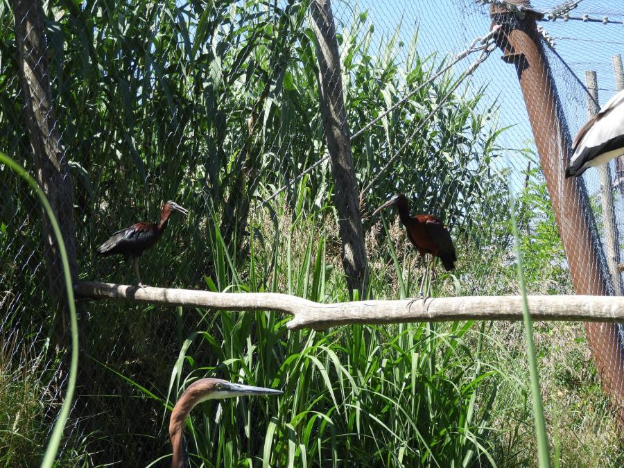 Ibis falcinelle