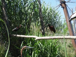 Ibis falcinelle