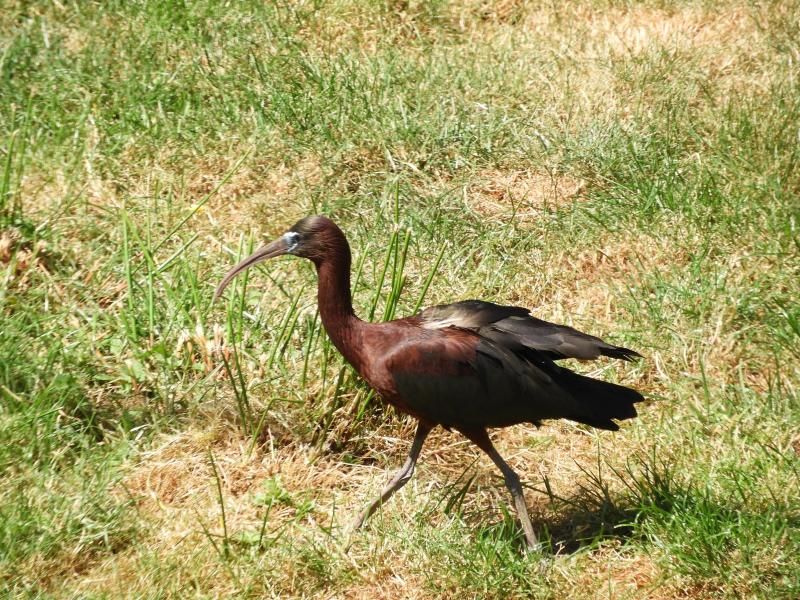 Ibis falcinelle