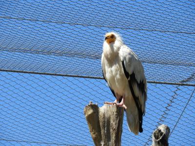 Percnoptère d'Egypte - 2020