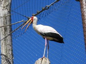Tantale ibis