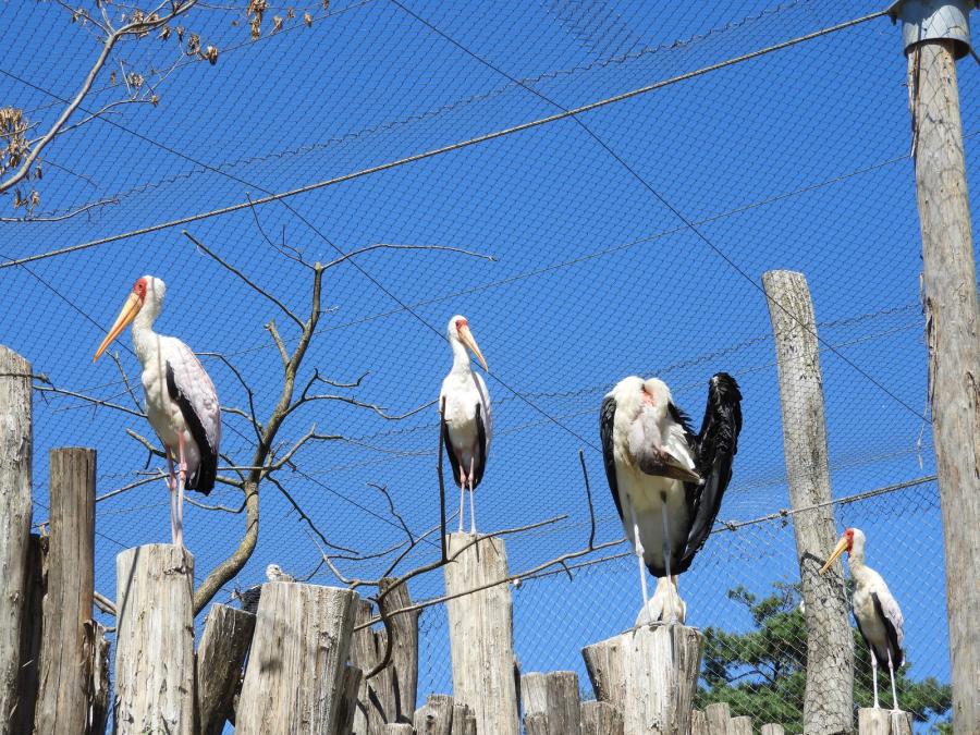 Tantale ibis