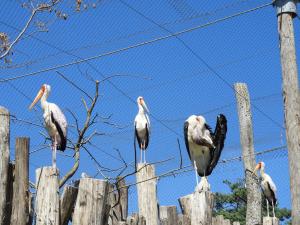 Tantale ibis