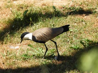 Vanneau à éperons - 2020