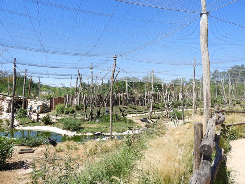 Volière africaine - 2020