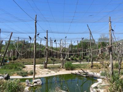 Volière africaine - 2020