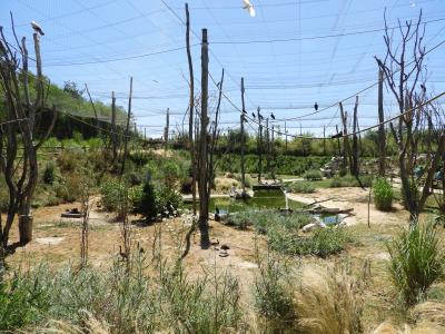 Volière africaine - 2020