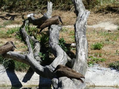 Ombrette africaine - 2020