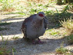 Pigeon roussard