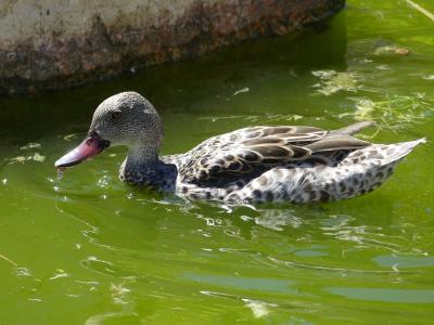 Sarcelle du Cap - 2020