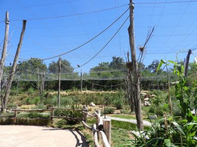 Volière africaine - 2020