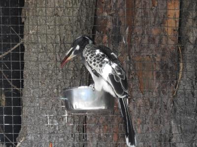 Calao à bec noir - 2020