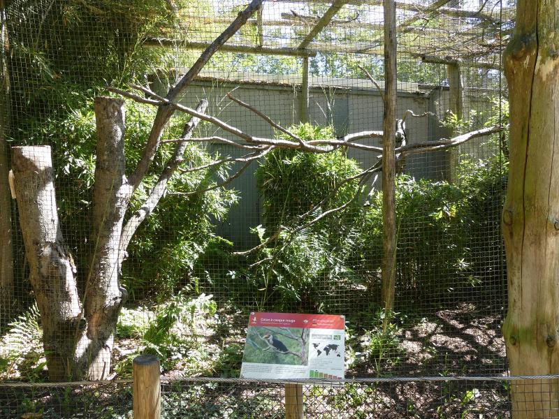 Calao à casque rouge