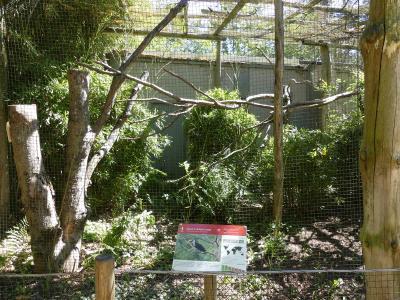 Calao à casque rouge - 2020