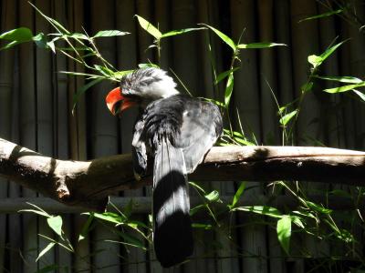 Calao de Decken - 2020