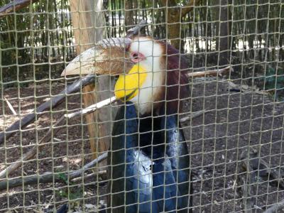 Calao festonné - 2020