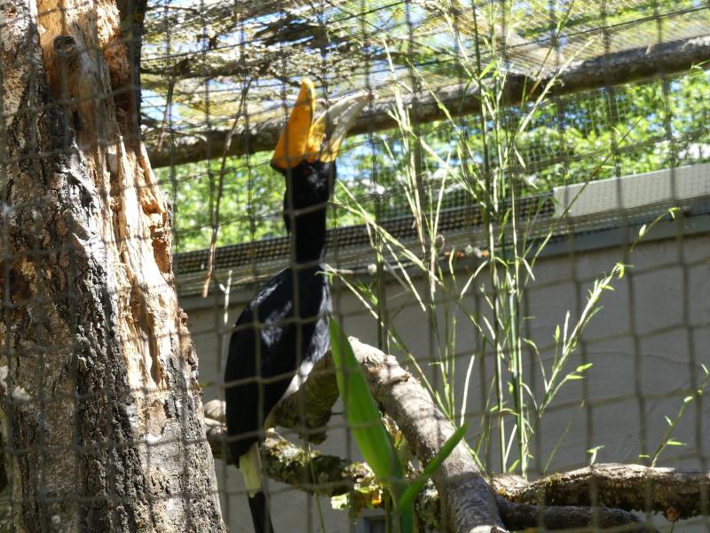 Calao rhinocéros de Java