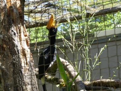 Calao rhinocéros de Java - 2020