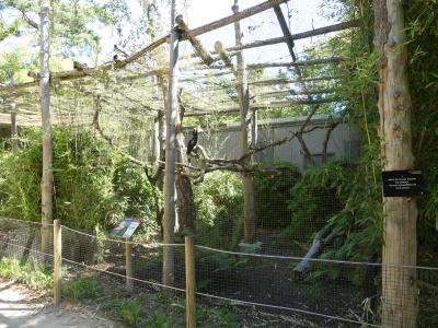 Calao rhinocéros de Java - 2020