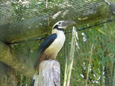 Calao tarictic - 2020