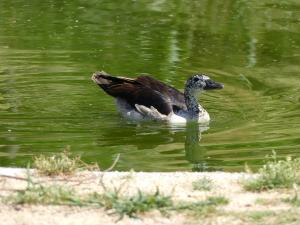 Canard à bosse