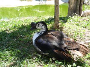 Canard à bosse