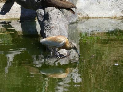 Crabier chevelu - 2020