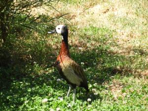 Dendrocygne veuf