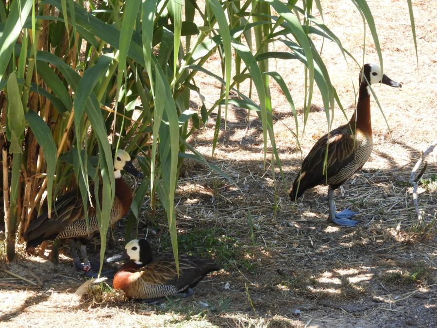 Dendrocygne veuf