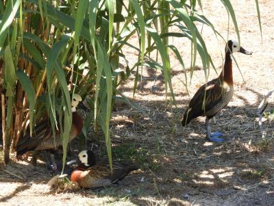 Dendrocygne veuf - 2020