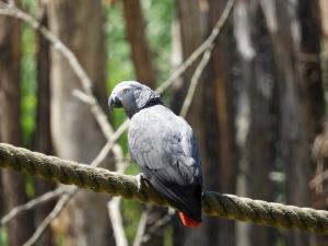 Gris du Gabon