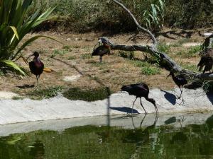 Ibis falcinelle