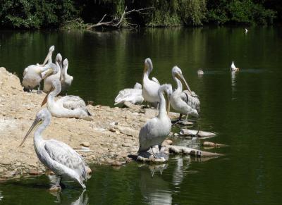 Pélican frisé - 2020