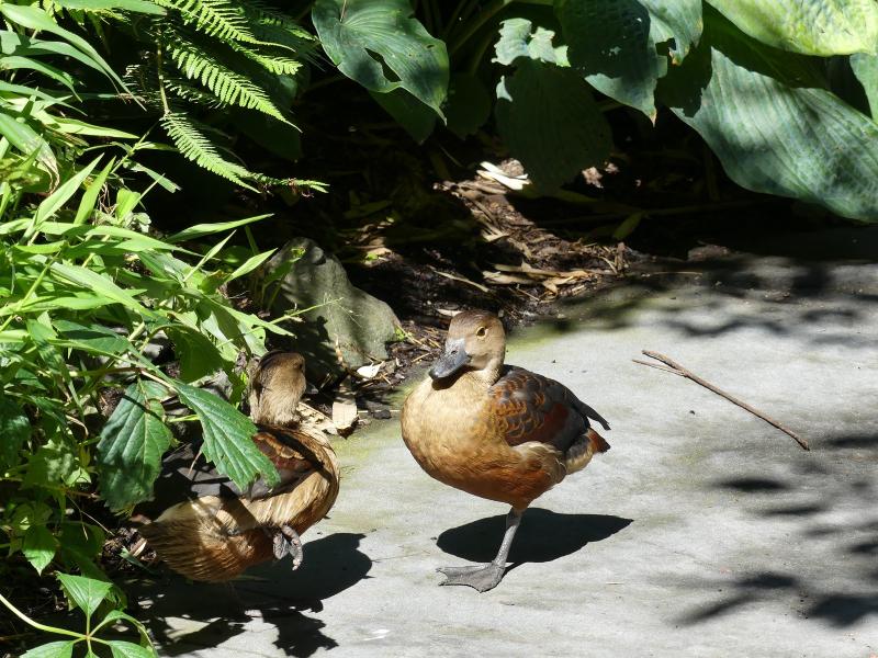 Dendrocygne siffleur