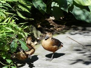 Dendrocygne siffleur