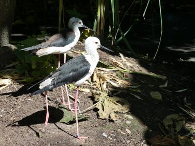 Échasse blanche - 2020