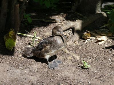 Harle huppée - 2020