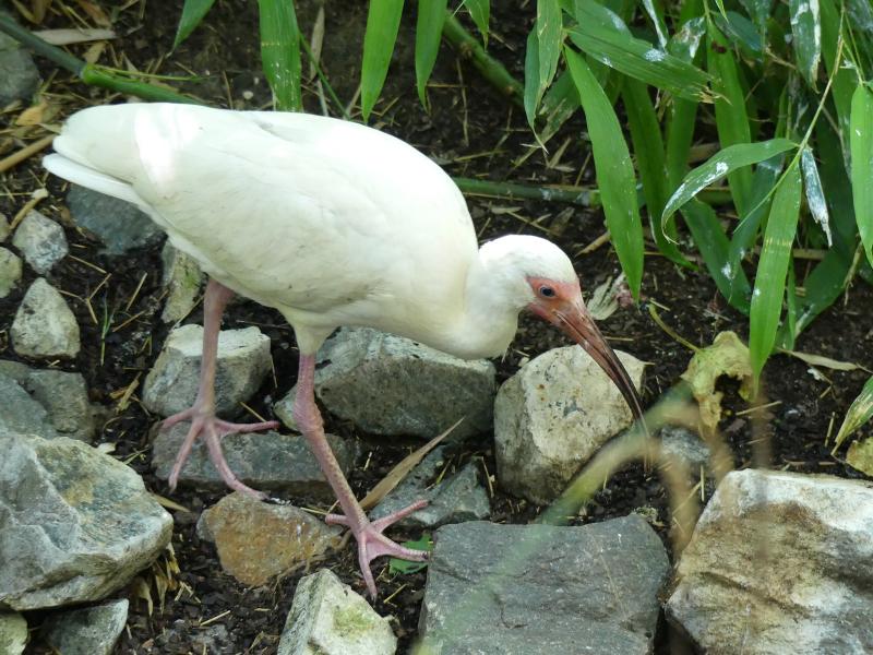 Ibis blanc