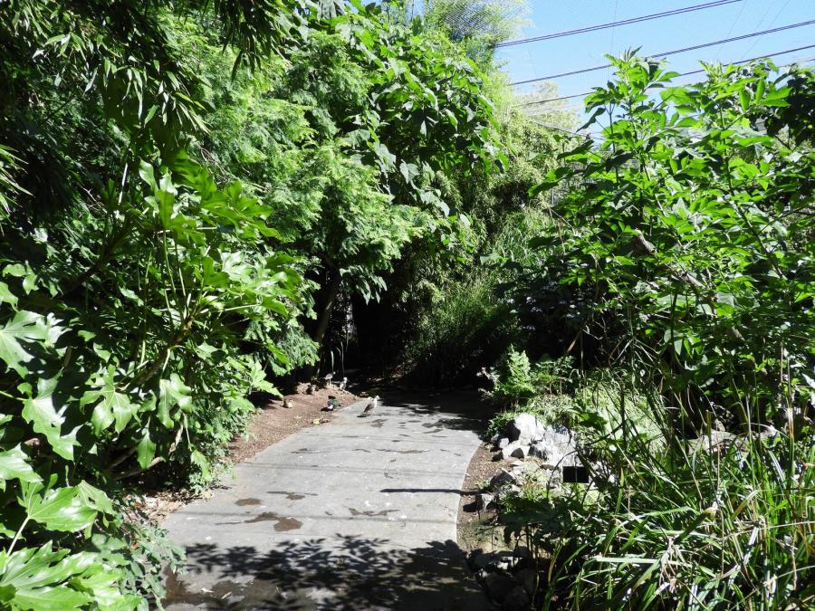 Jungle tropicale